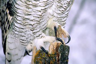 Here we see the sharp, opposable talons of an owl.