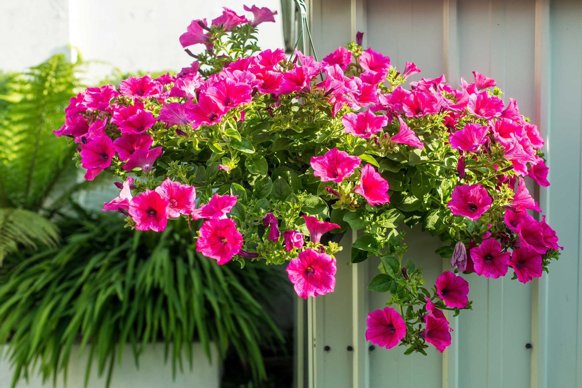 Best plants for hanging baskets: 10 picks for stunning displays up high ...