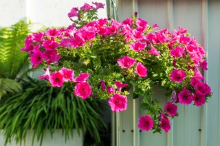 best plants for hanging baskets: pink petunias