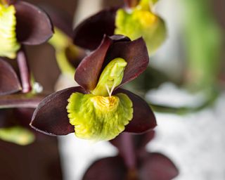 Flowers of catasetum orchid