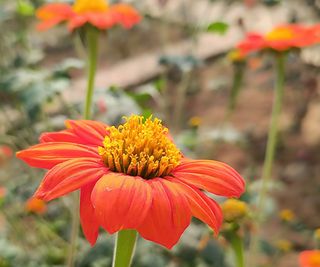 Mexican sunflowers blooming in raised flower bed