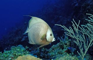 A gray angelfish swims in the Bahamas