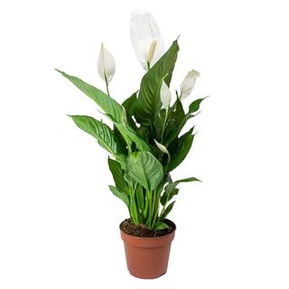 Spathiphyllum Peace Lily Indoor Plant