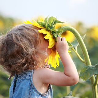 A small kid with his face in a sunflower.