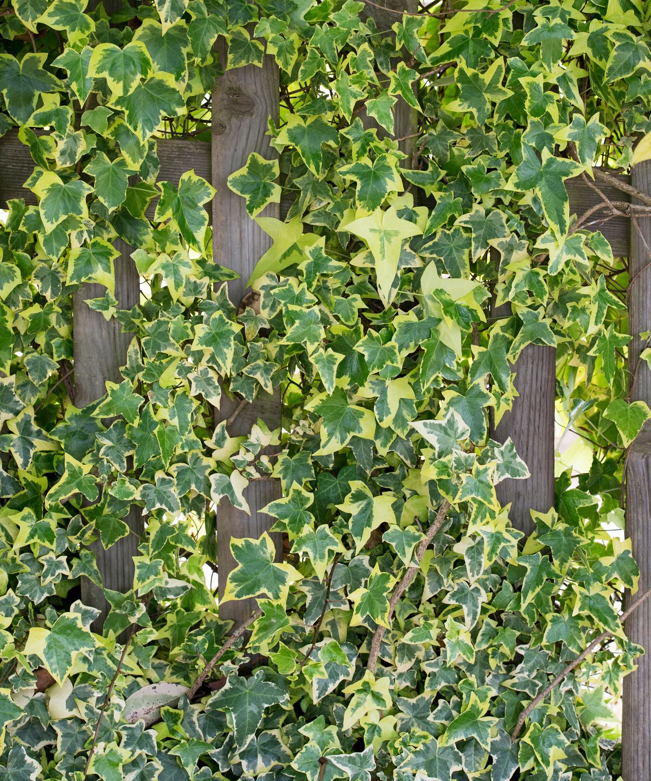 Best plants for fence line 13 ways to add interest to backyard