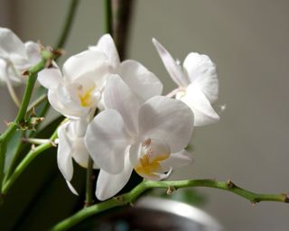 Phalaenopsis orchid plant branch with small white flowers close-up