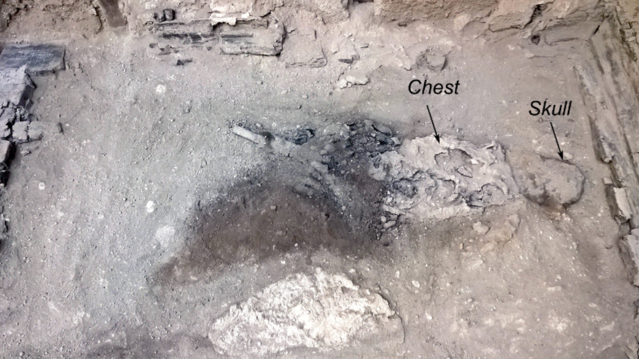 A photo of ancient human remains in the dirt with the chest and skull labelled