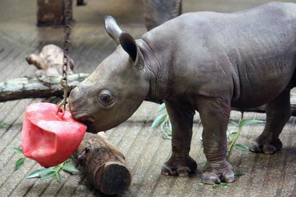 cute baby animals, eastern black rhinoceros calf