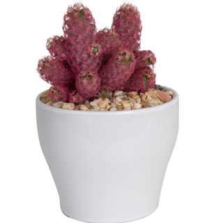 Amazon purple cacti