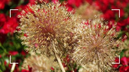 picture of two spent giant alliums