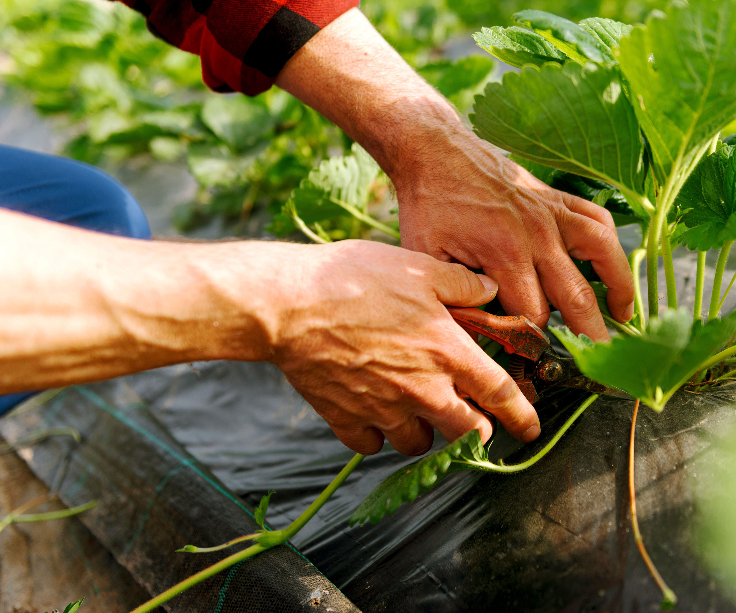 trimming strawberry plants in raised bed