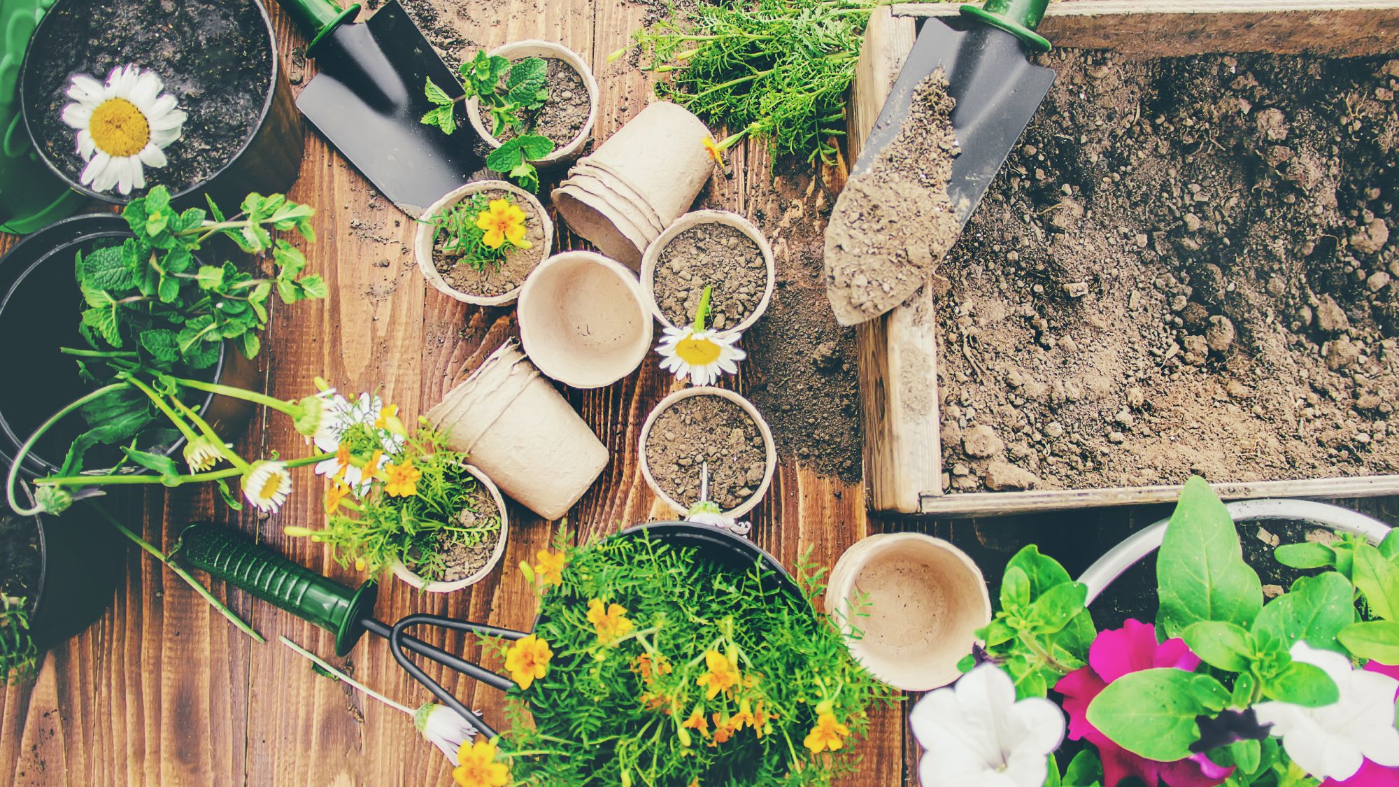 12 gardening jobs to do in August to help your garden thrive