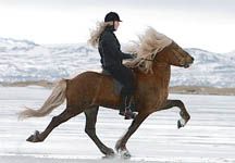 Icelandic.jpg
