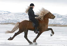 Icelandic.jpg