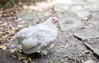 Sablepoot Hen Chicken