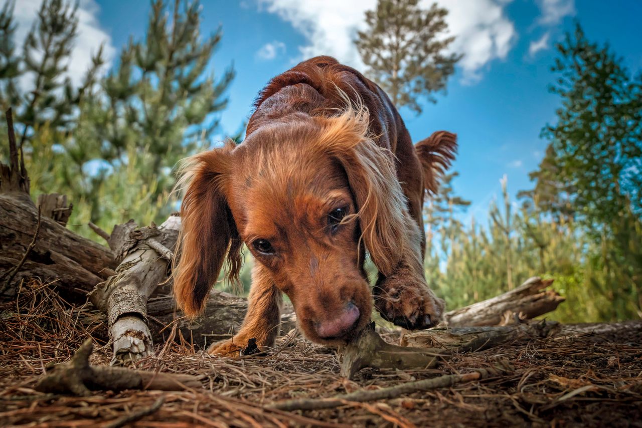 Ah, Bob’s been here: dogs can tell status, diet, age and sex with a discerning sniff.