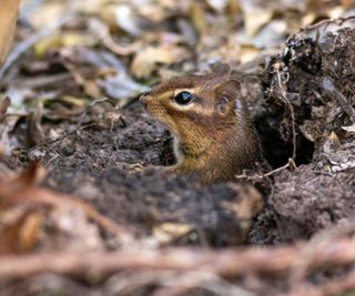 A chipmunk coming out of a burrow hole
