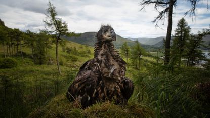 A white-tailed eagle on the Isle of Mull, Scotland, 2015