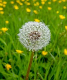 Dandelion clock in a field of buttercups