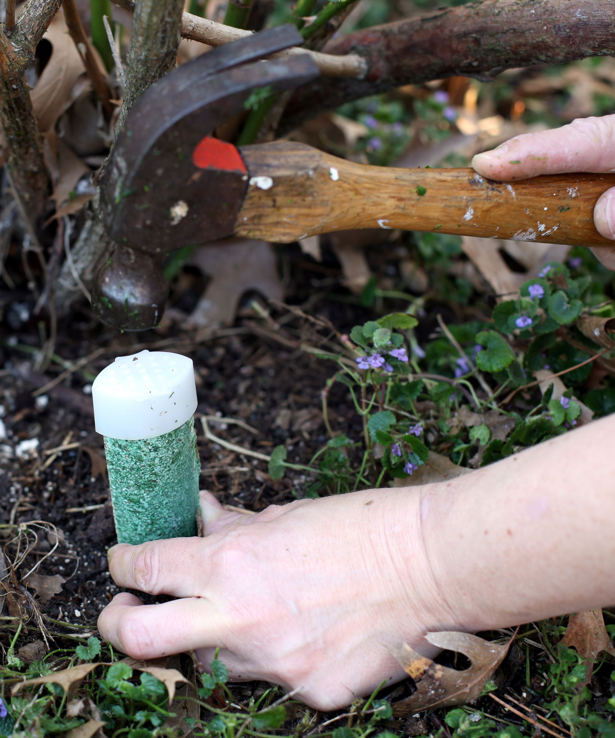 Gardener knocking a fertilizer spike into the ground using a hammer