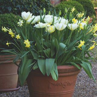 Yellow daffodils and white tulips in terracotta pot in garden