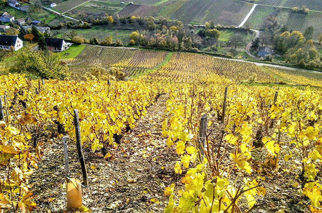 Sancerre vines during autumn