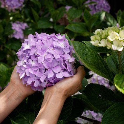Gardener holds purple hydrangea bloom in her hands