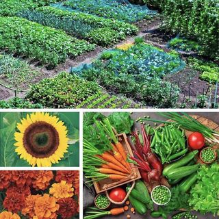 Ultimate Garden Seed Collection