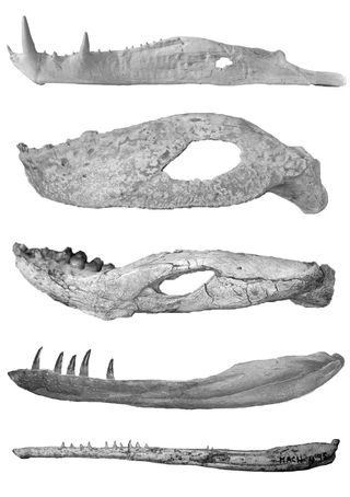 Jaws from (top to bottom): Cretaceous crocodilians Kaprosuchus (image by Carol Abraczinskas), Simosuchus, Mariliasuchus (courtesy of American Museum of Natural History), and Jurassic to Cretaceous crocodilians Dakosaurus and Cricosaurus (courtesy of Jeremías Taborda).