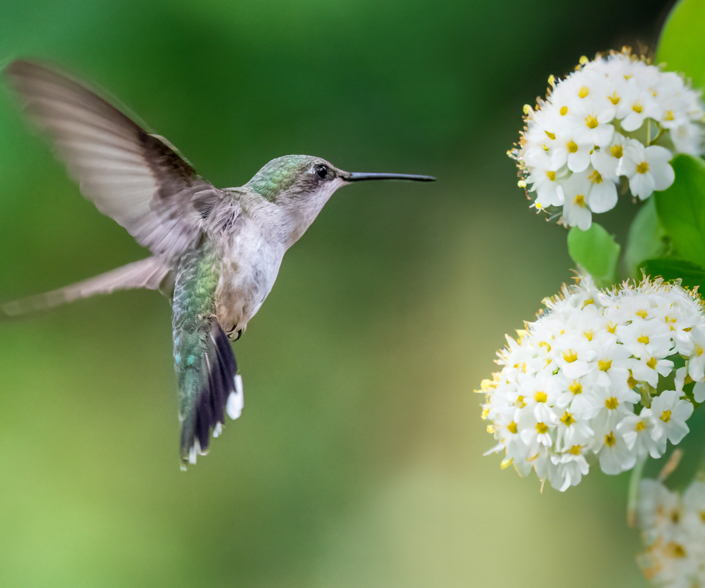hummingbird approaching Viburnum flower