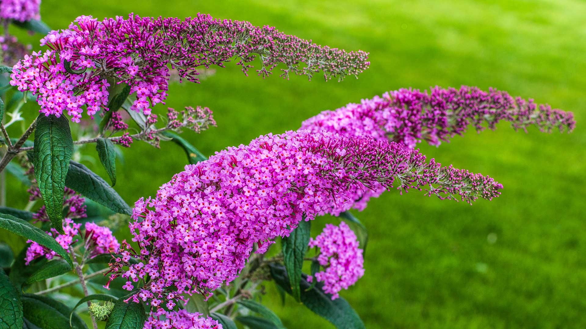 buddleia in bloom