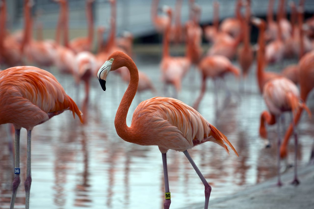 A group of flamingos.