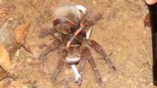 A tarantula (Theraphosa blondi) captures a juvenile false coral snake of the genus Oxyrhopus and carries it back to its burrow. 