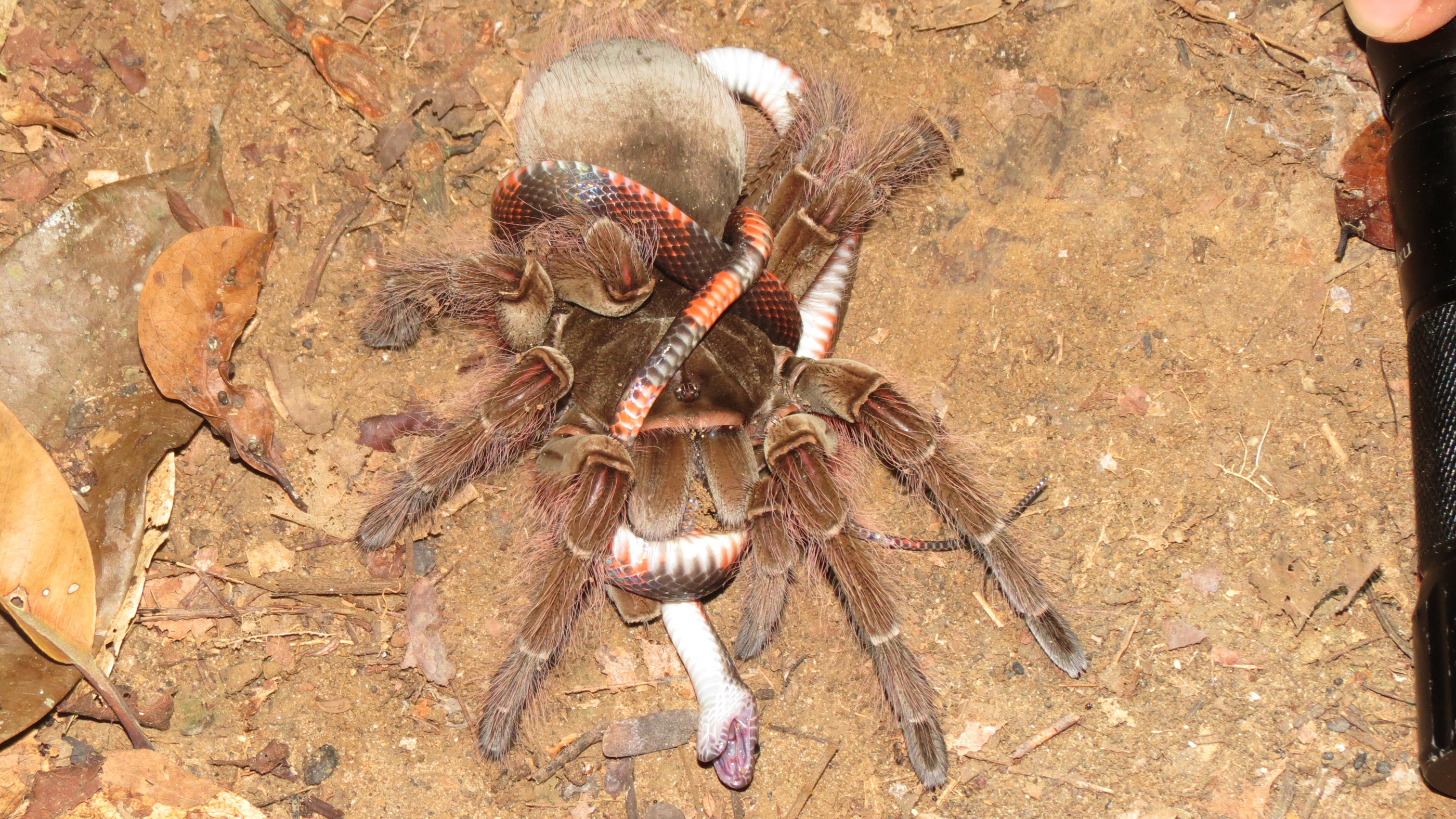 giant spider eating a snake is absolutely horrifying