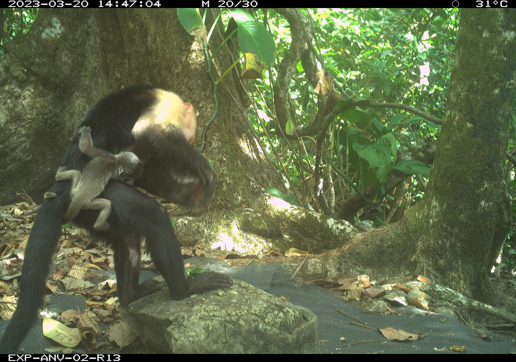 capuchin monkey in the rainforest carrying a howler monkey infant on its back