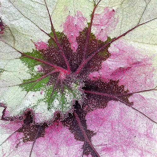 Harmony Foliage Harmony's Ghost Whisperer, Begonia Rex, 4 Inch Painted-Leaf Winter Begonia, Variegated