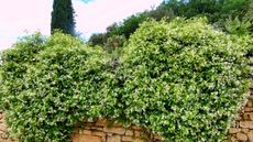 Star jasmine cascading over a stone wall during summer