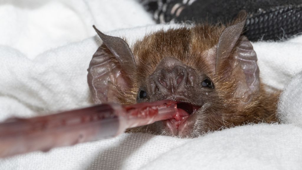 Vampire bats have a really strange way of getting energy, scientists