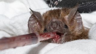 Vampire bat being fed cows blood with a plastic syringe.