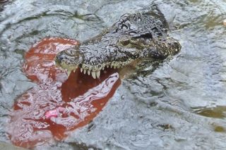 Cuban Crocodile Enjoys Valentine's Day Treat