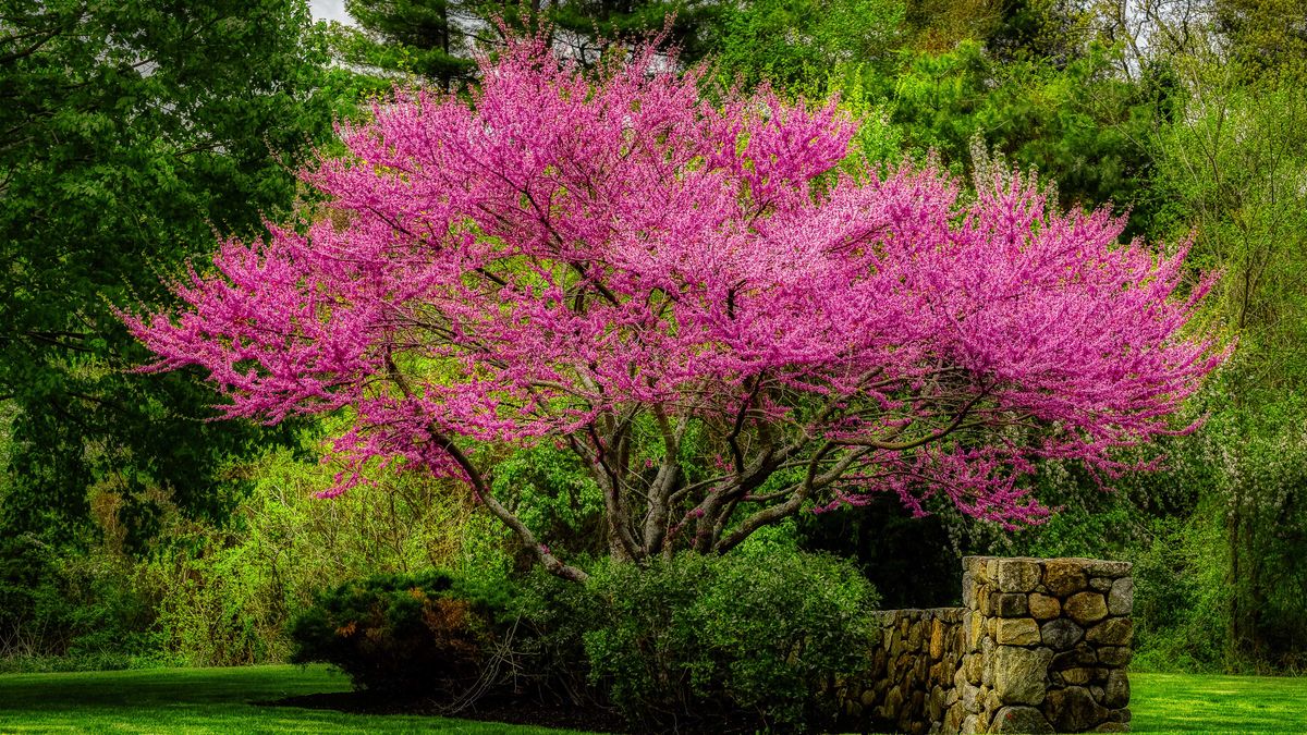 Best backyard trees 10 choices for yards big or small GardeningEtc