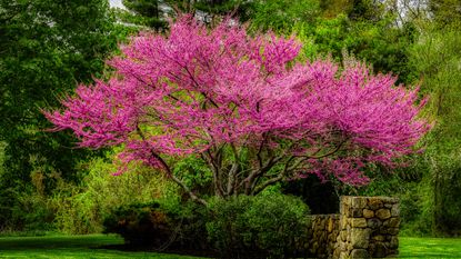 Cercis canadensis, the eastern redbud, is one of the best backyard trees