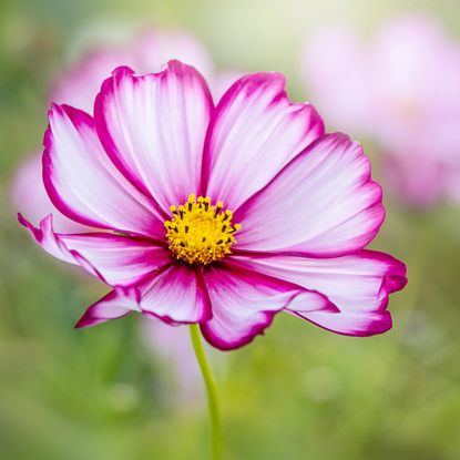 Beautiful and delicate pink and white cosmos flower