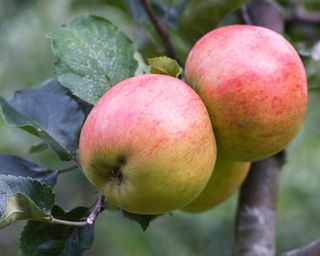 Malus domestica 'Annie Elizabeth’