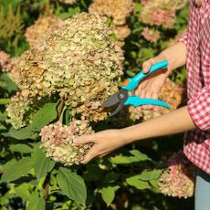 Gardener deadhead hydrangea 