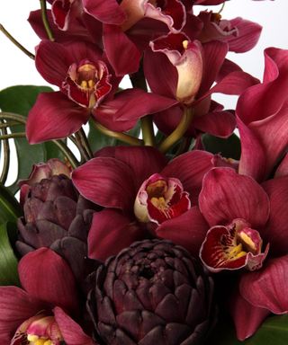 red cymbidium orchid flowers