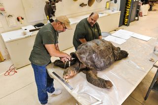 Staff of Wildlife Preservations make measurements from Lonesome George.