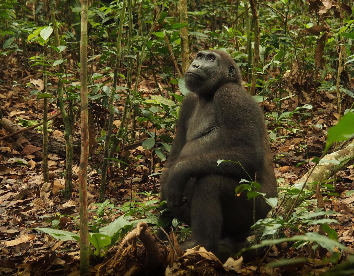 Photos: See Gorillas and Chimpanzees Swinging from Trees | Live Science