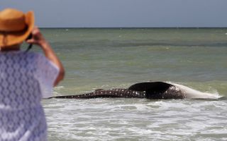Beachgoers on Sanibel Island in Florida watched the 21-foot-long whale shark tumble in the surf.