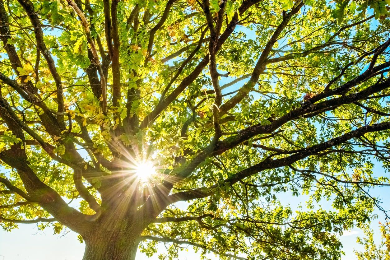 Sunlight Shining Through Branches Of A Large Tree